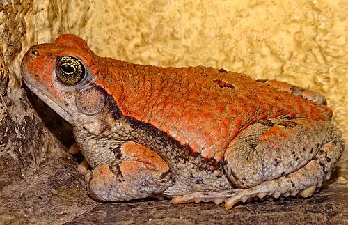 African red toad